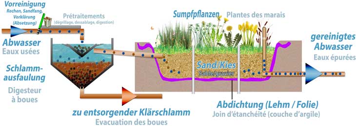 Schematische Darstellung einer biologischen Makrophyten-Kläranlage